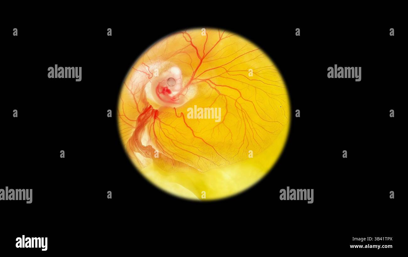 Light micrograph of a three day old chicken (Gallus gallus domesticus ...