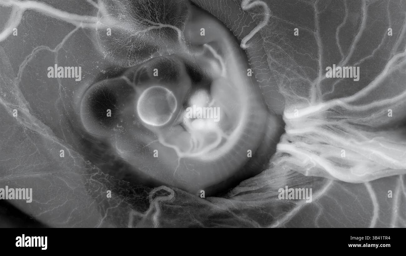 Light micrograph of a three day old chicken (Gallus gallus domesticus ...
