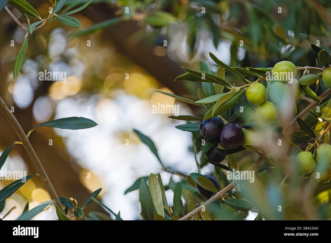 Olive tree branches bear ripe olives under warm sunlight in a serene orchard Stock Photo