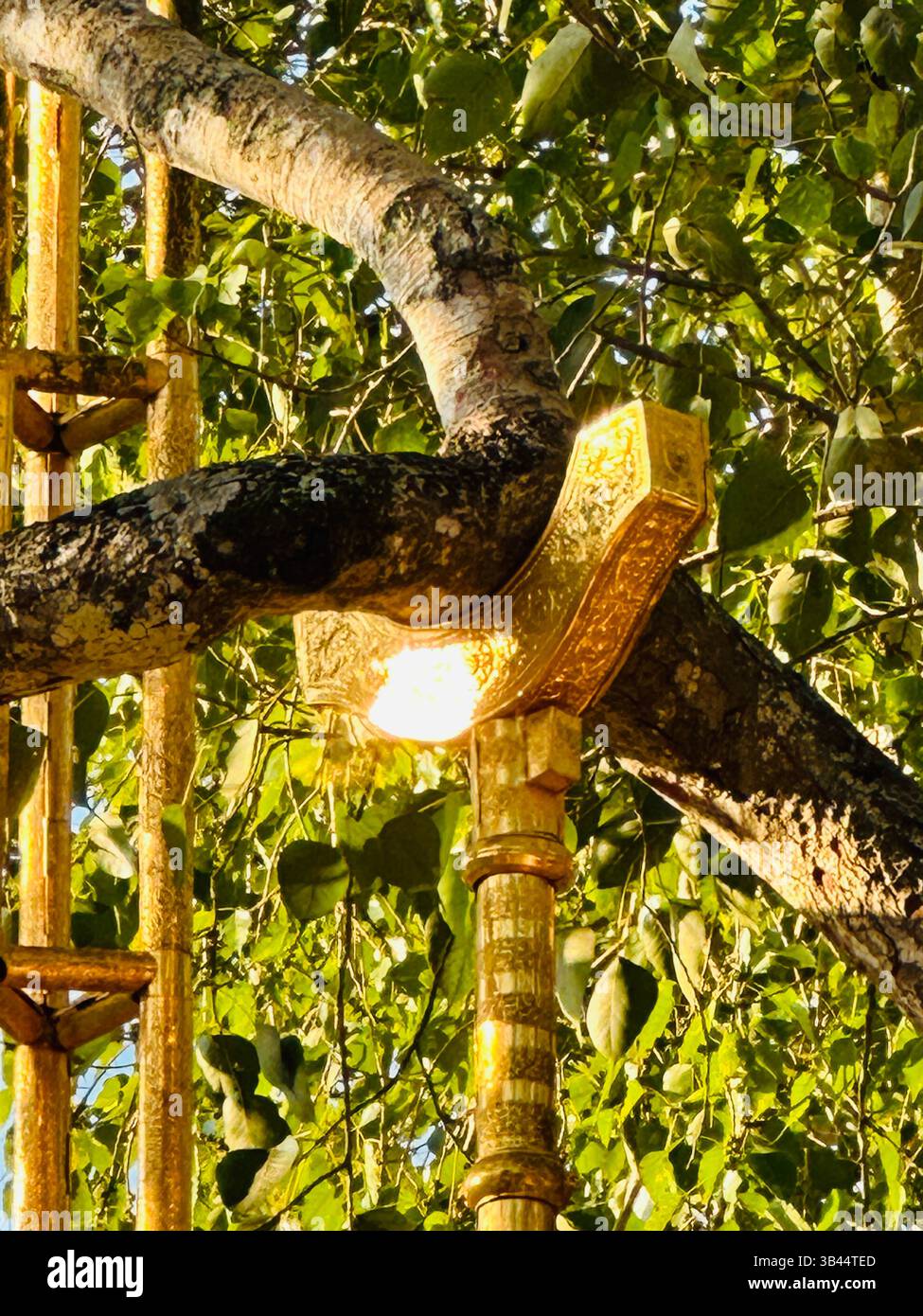 Jayasrima Bodhi, a sacred tree in Anuradhapura, Sri Lanka, symbolizes peace and spirituality. - Smartphone Captured Stock Image