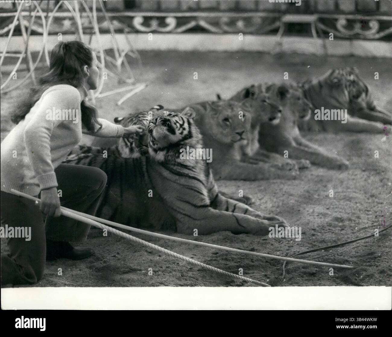 1967 - Mary's Circus is back in town:' Chipperfield's' is for millions synonymous with Circus, but Mary Chipperfield Circus is quite distinct and separated from her uncle Dick's circus - the one that most of us associate the name with.The confusion has in fact led to a serious family rift, and Mary had to suspend circus activities two years ago, but now she is back again - the call of the Ring is irresistible to a Chipperfield! The circus -A spectacular show featuring over 50 animals and about 40 artists, including clowns, trapeze acts, etc. is now in full swing on Clapham Common, there will b Stock Photo