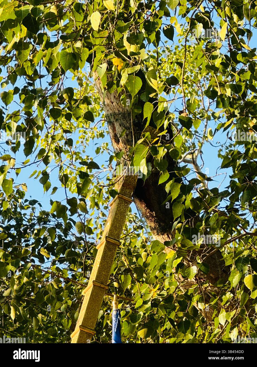 Jayasrima Bodhi, a sacred tree in Anuradhapura, Sri Lanka, symbolizes peace and spirituality. - Smartphone Captured Stock Image