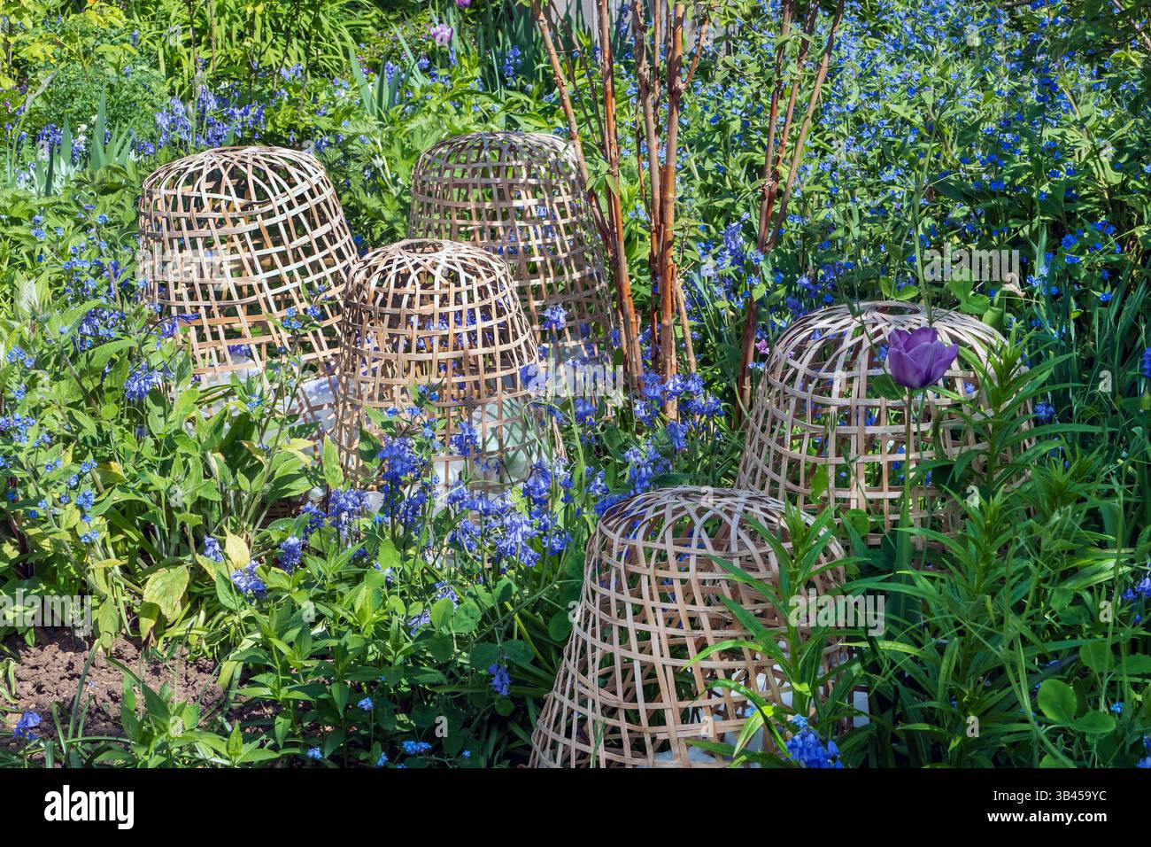 Cane garden cloches to rotect Dahlia plants in an English Country Garden in Spring Stock Photo