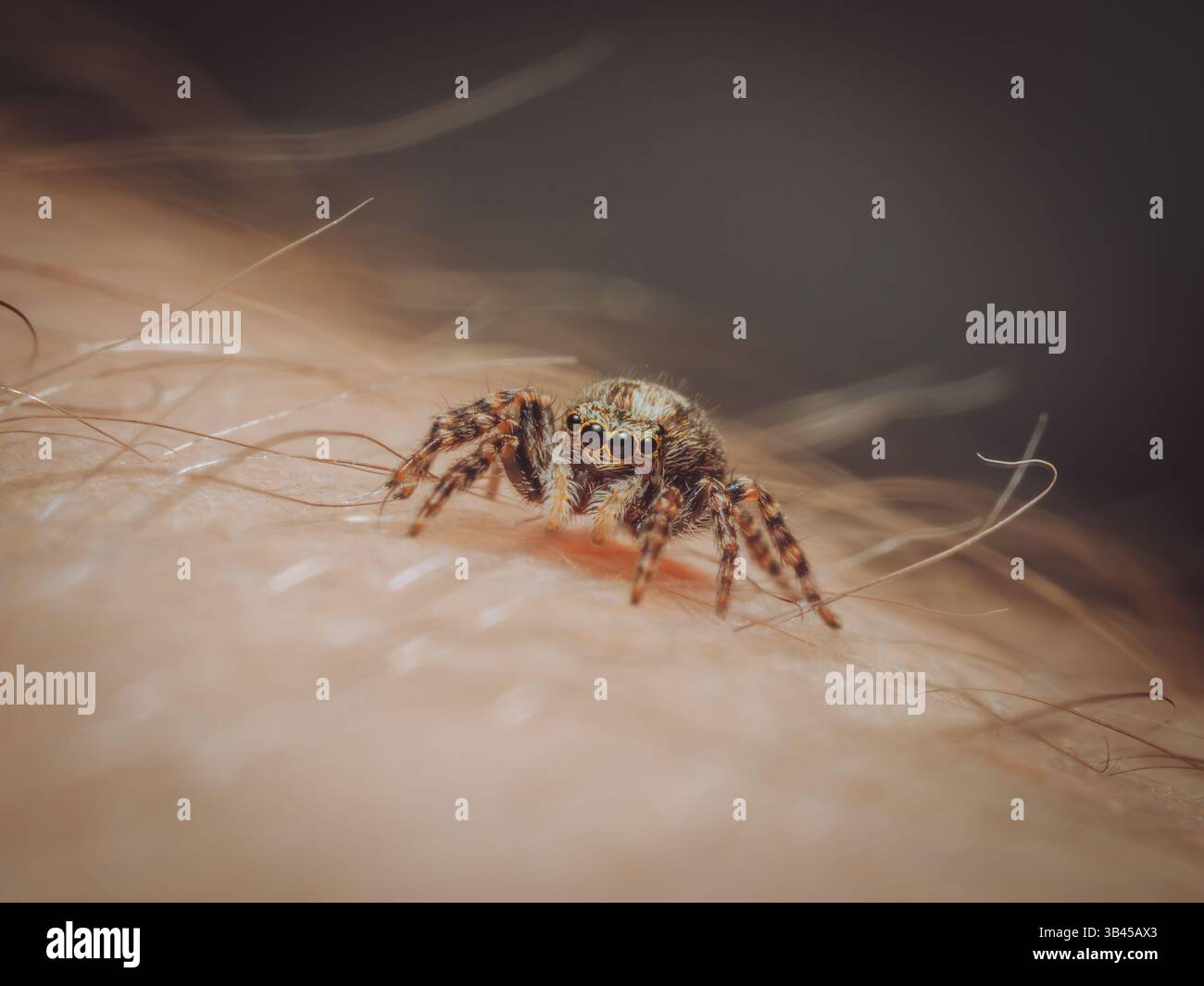 A tiny jumping spider on a persons arm (Pseudeuophrys lanigera) Stock Photo