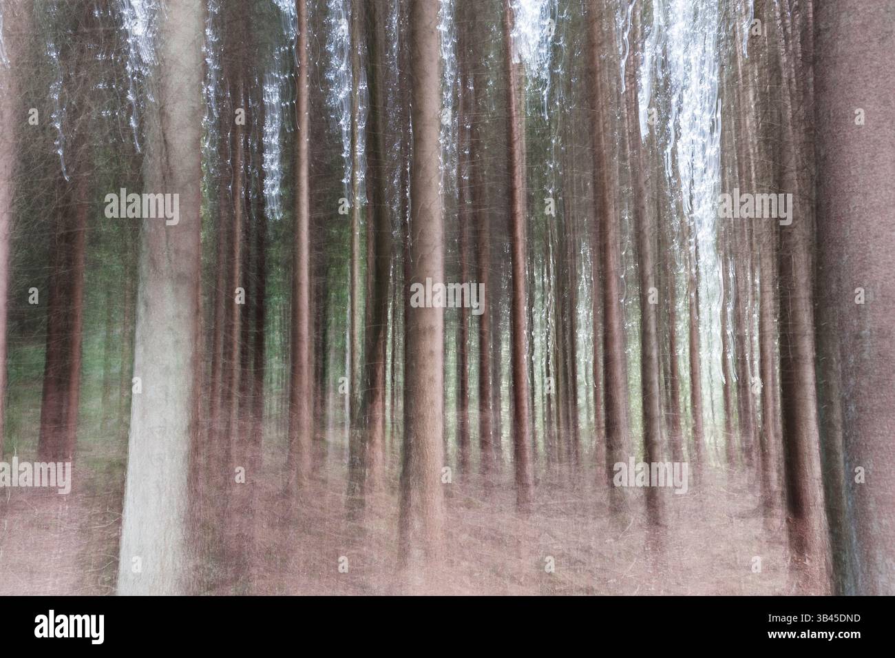 Exploring serene forest landscape filled hi-res stock photography and ...
