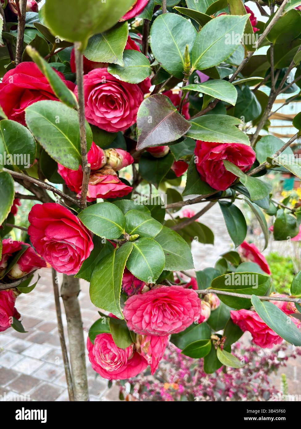 Camellia japonica red red rose hi-res stock photography and images - Alamy