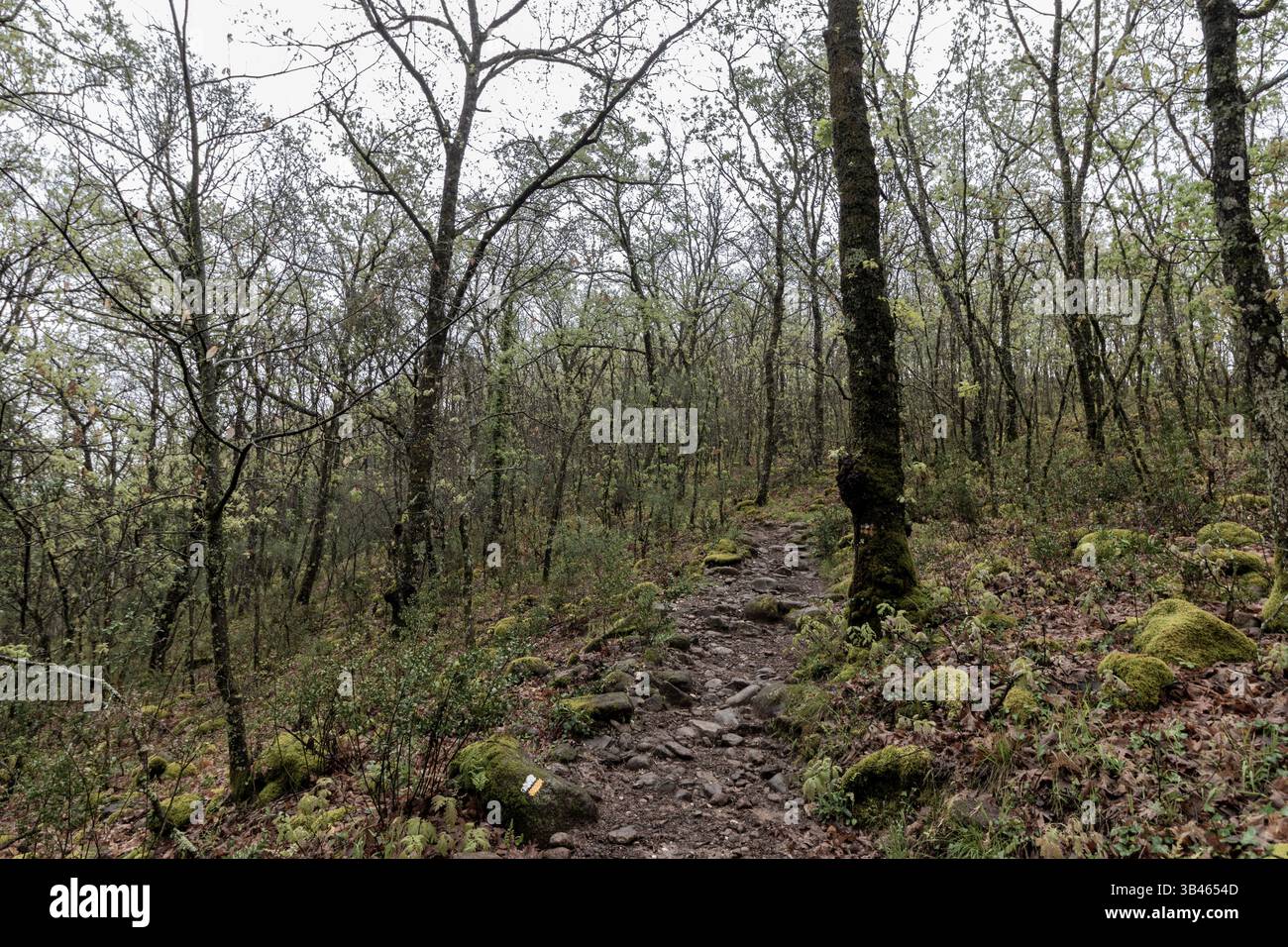 Rocky path leading through a dense forest with moss-covered rocks and ...