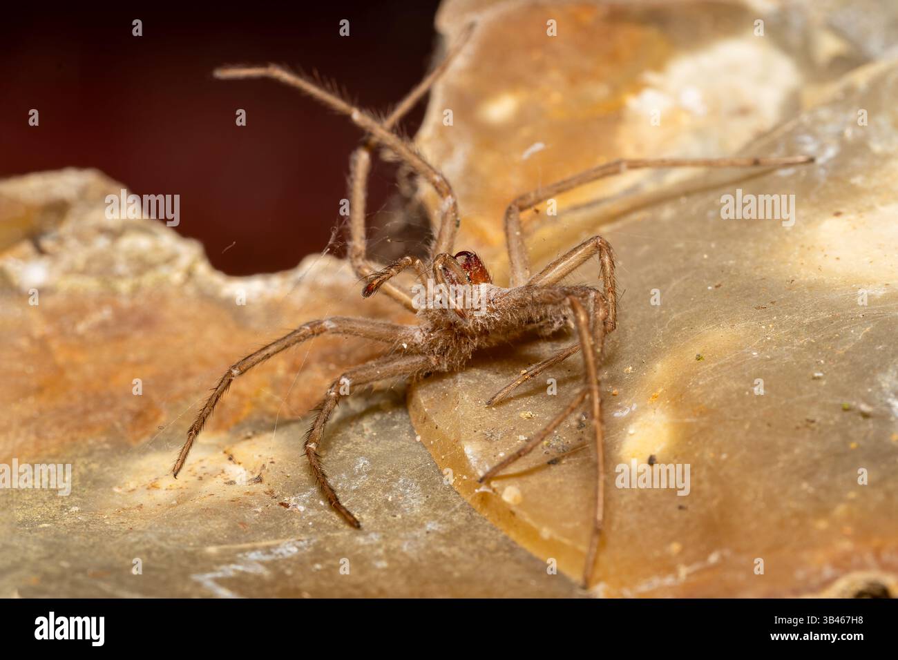 Exuvia of Tegenaria spider, shed exoskeleton of Agelenidae species on ...