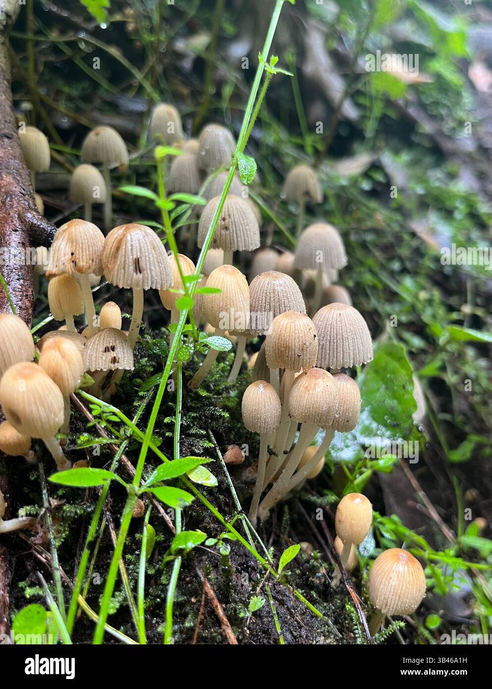 small brown mushrooms - Smartphone Captured Stock Image