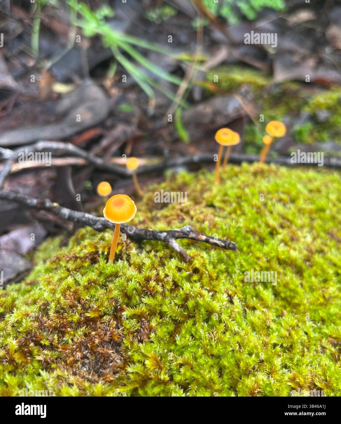 small orange mushrooms - Smartphone Captured Stock Image