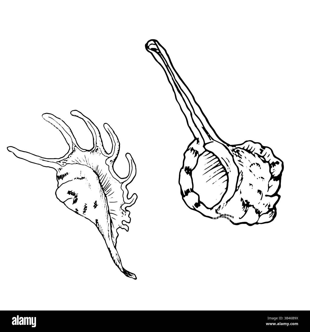 Shells, lambis and murex, black and white ink sketch. Vector marine ...