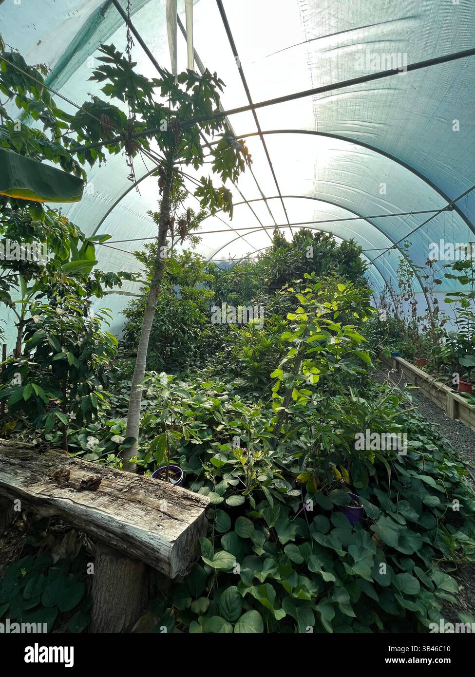 Inside of a tropical green house - Smartphone Captured Stock Image