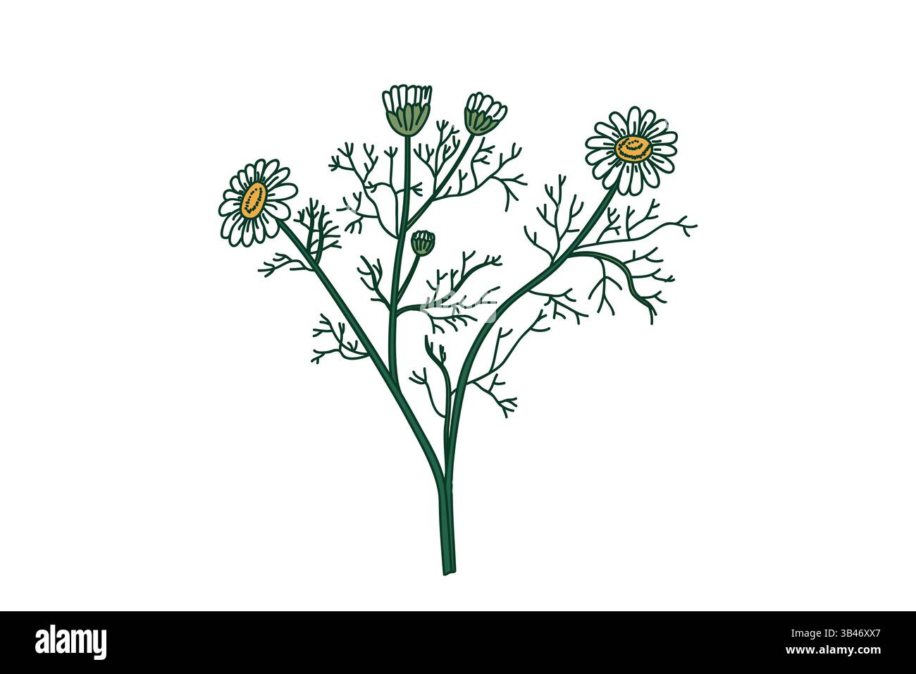 Botanical bouquet chamomile isolated on white background. Hand drawn medicinal plant with Stems Leaves Flowers vector illustration. Graphic design ele Stock Vector