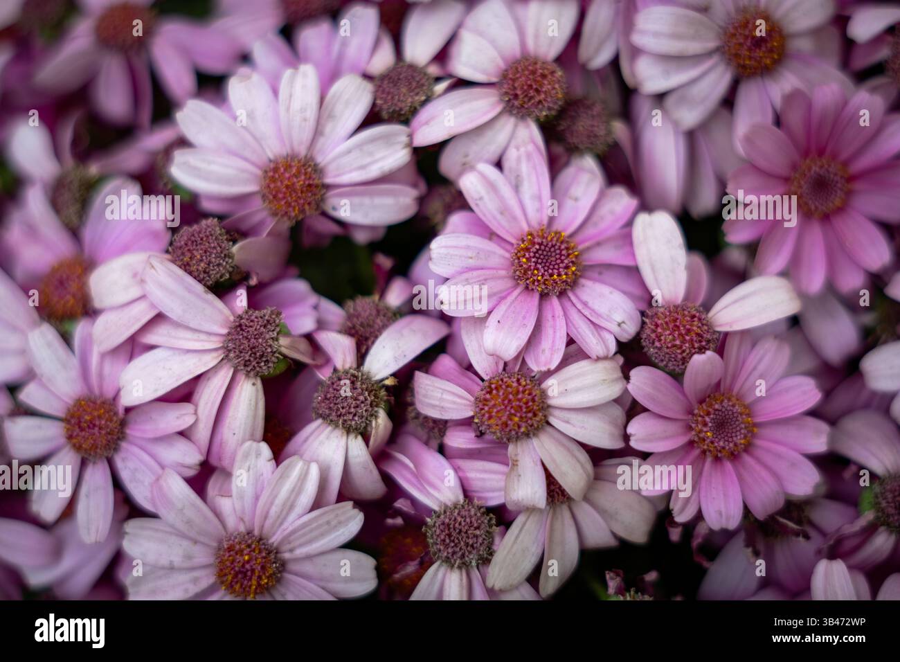Springtime blooms in Tehran, Iran – A colorful collection of various ...