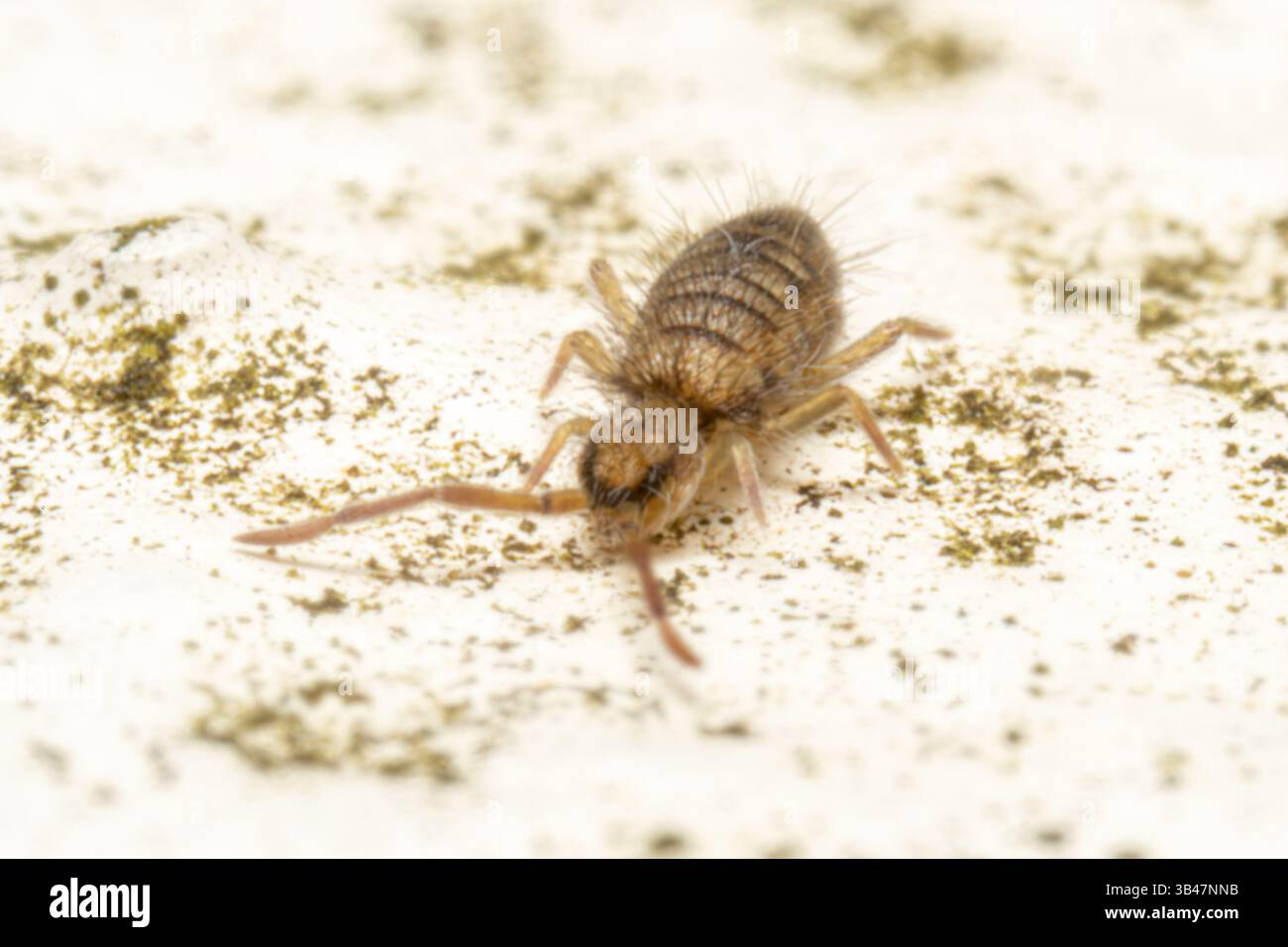 Springtail Entomobrya nivalis walking on a white surface, close-up macro shot, Parc Jean-Paul II, Issy-les-Moulineaux, France. Stock Photo