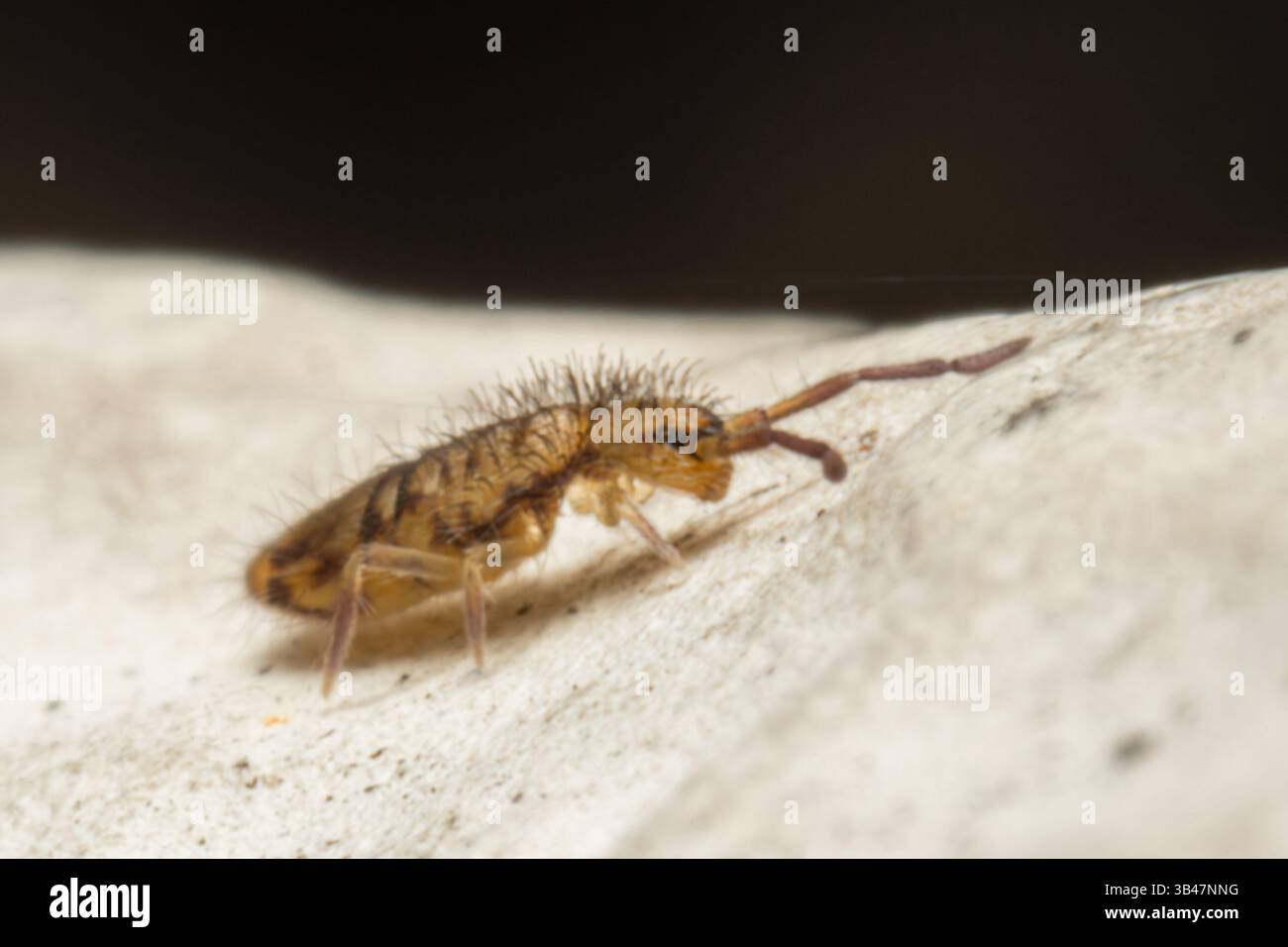 Springtail Entomobrya nivalis walking on a white surface, close-up macro shot, Parc Jean-Paul II, Issy-les-Moulineaux, France. Stock Photo