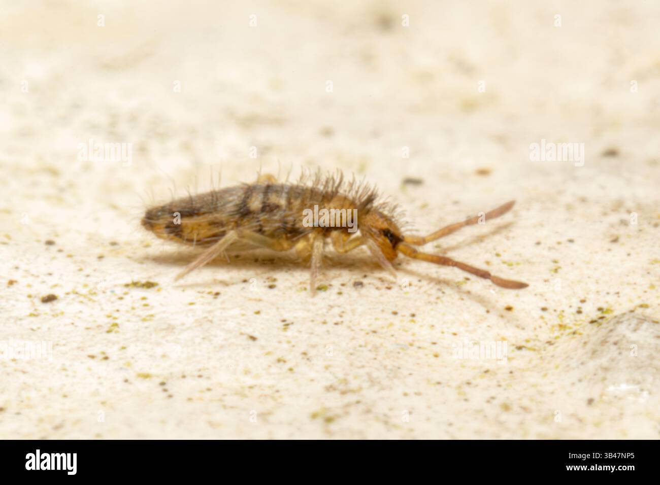 Springtail Entomobrya nivalis walking on a white surface, close-up macro shot, Parc Jean-Paul II, Issy-les-Moulineaux, France. Stock Photo
