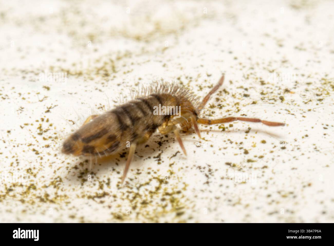 Springtail Entomobrya nivalis walking on a white surface, close-up macro shot, Parc Jean-Paul II, Issy-les-Moulineaux, France. Stock Photo