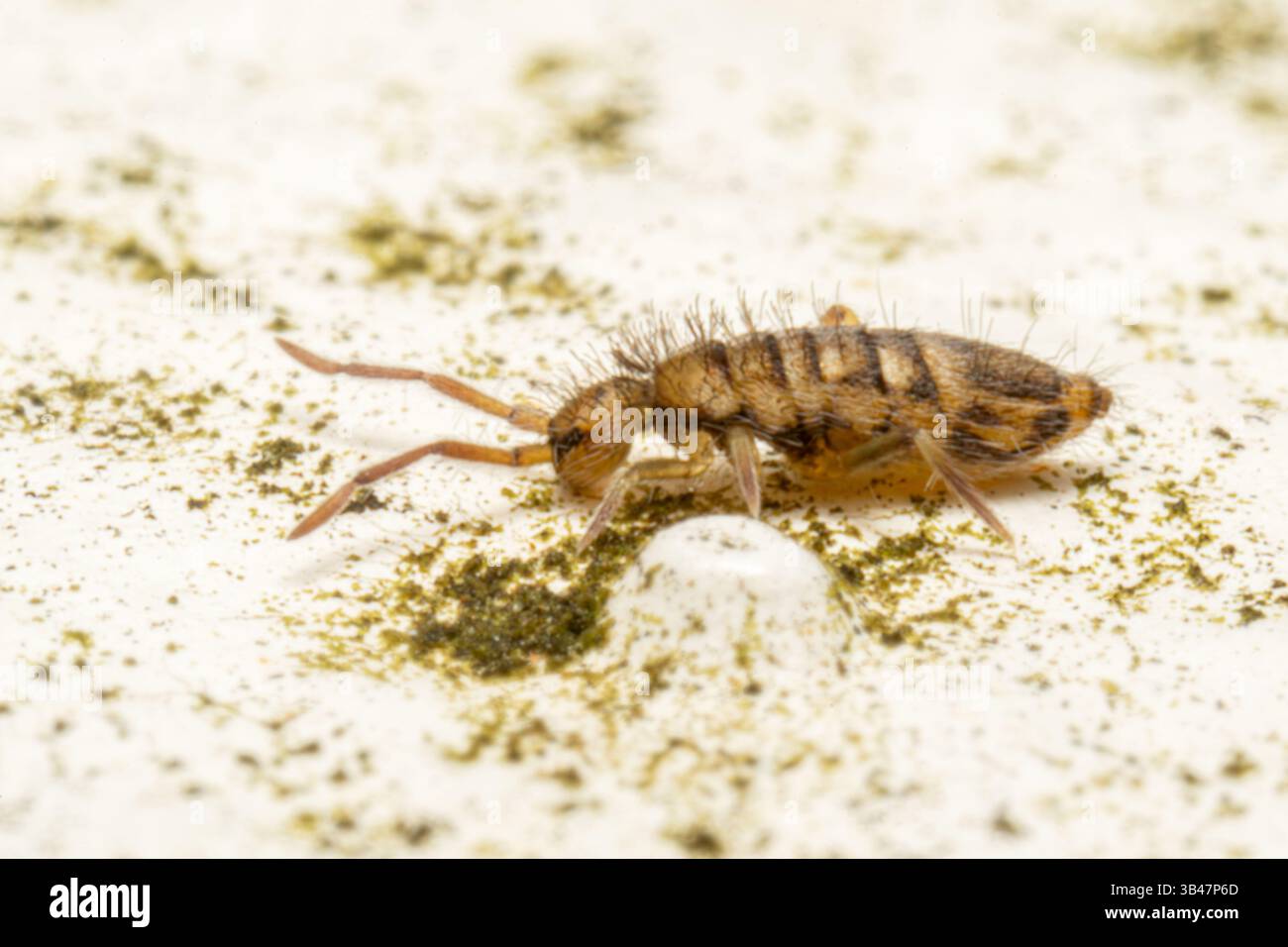 Springtail Entomobrya nivalis walking on a white surface, close-up macro shot, Parc Jean-Paul II, Issy-les-Moulineaux, France. Stock Photo