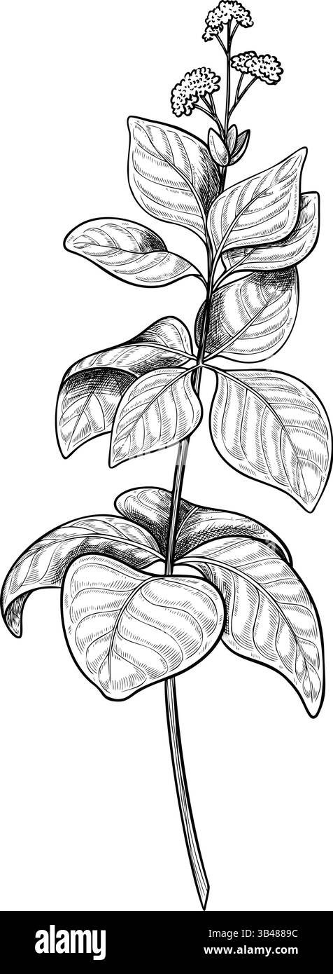 Hand drawn vector illustration of Oregano sprig. Linear drawing of Marjoram branch for cooking book or recipe design. Outline sketch of Basil for menu. Engraving of kitchen herb painted by black inks. Stock Vector