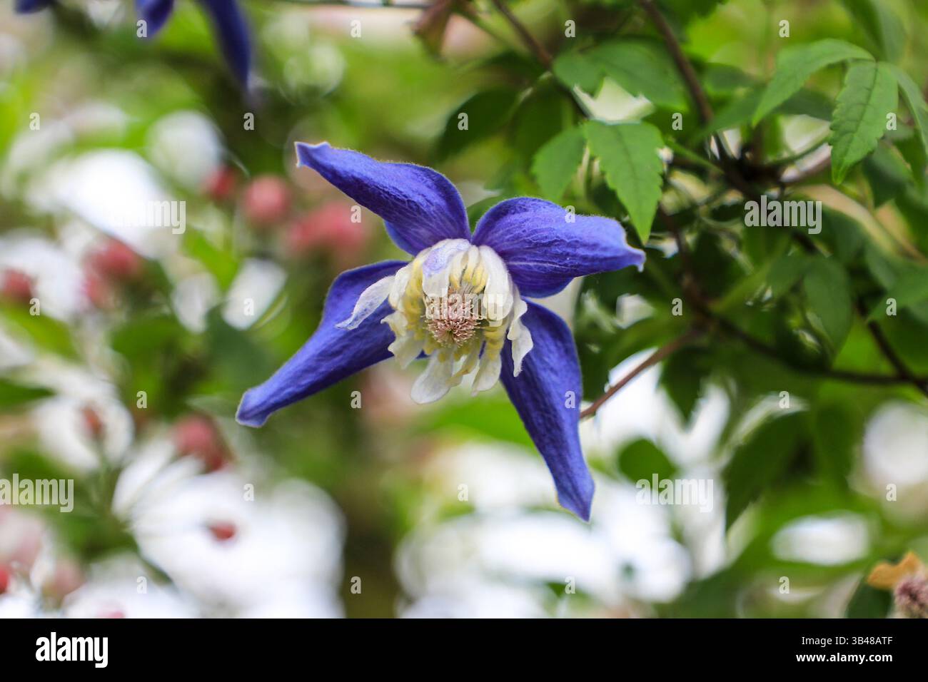 Clemas Spring A Clematis alpina 'Frances Rivis', a spring flowering climbing clematis ...