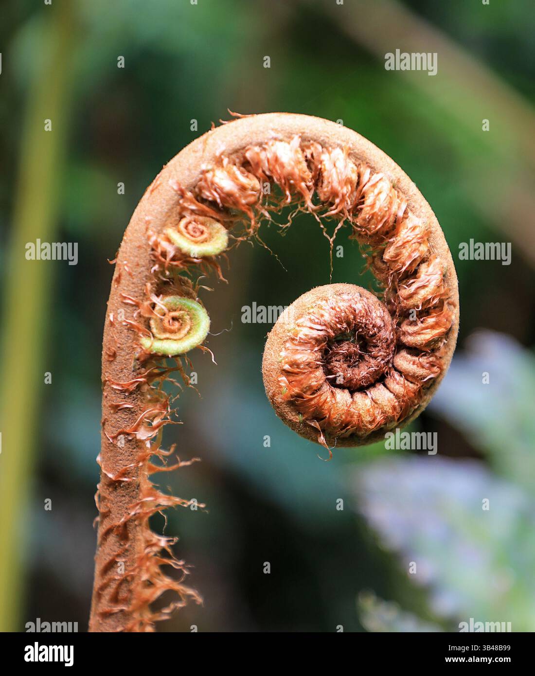 Tree fern hi-res stock photography and images - Alamy