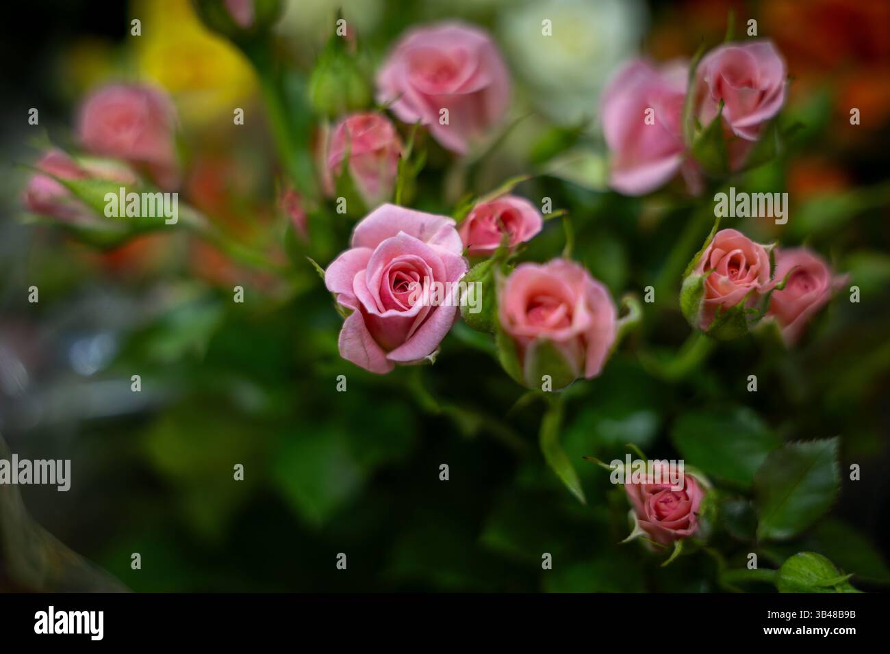 Springtime blooms in Tehran, Iran – A colorful collection of various ...