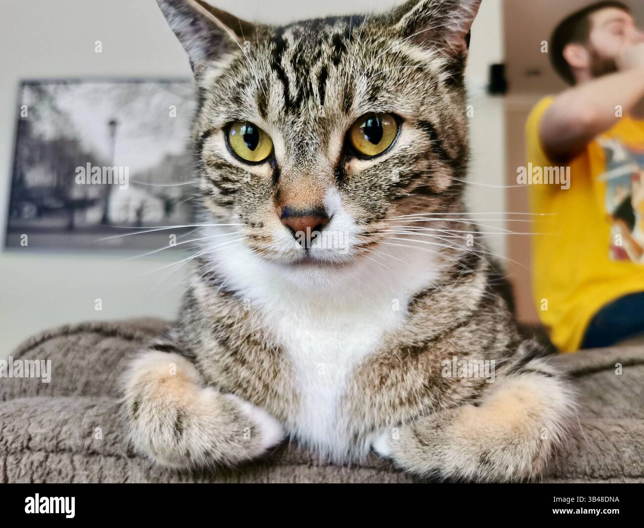Cats looking into your soul - Smartphone Captured Stock Image