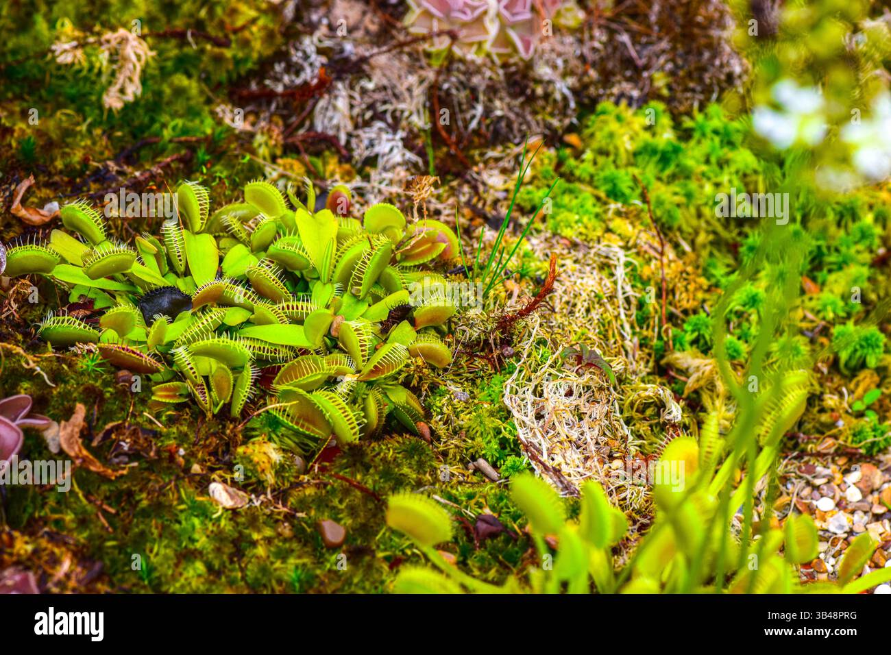 Carnivorous plants in the botanical garden Stock Photo - Alamy