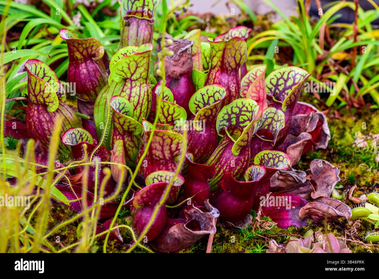 Carnivorous plants in the botanical garden Stock Photo - Alamy