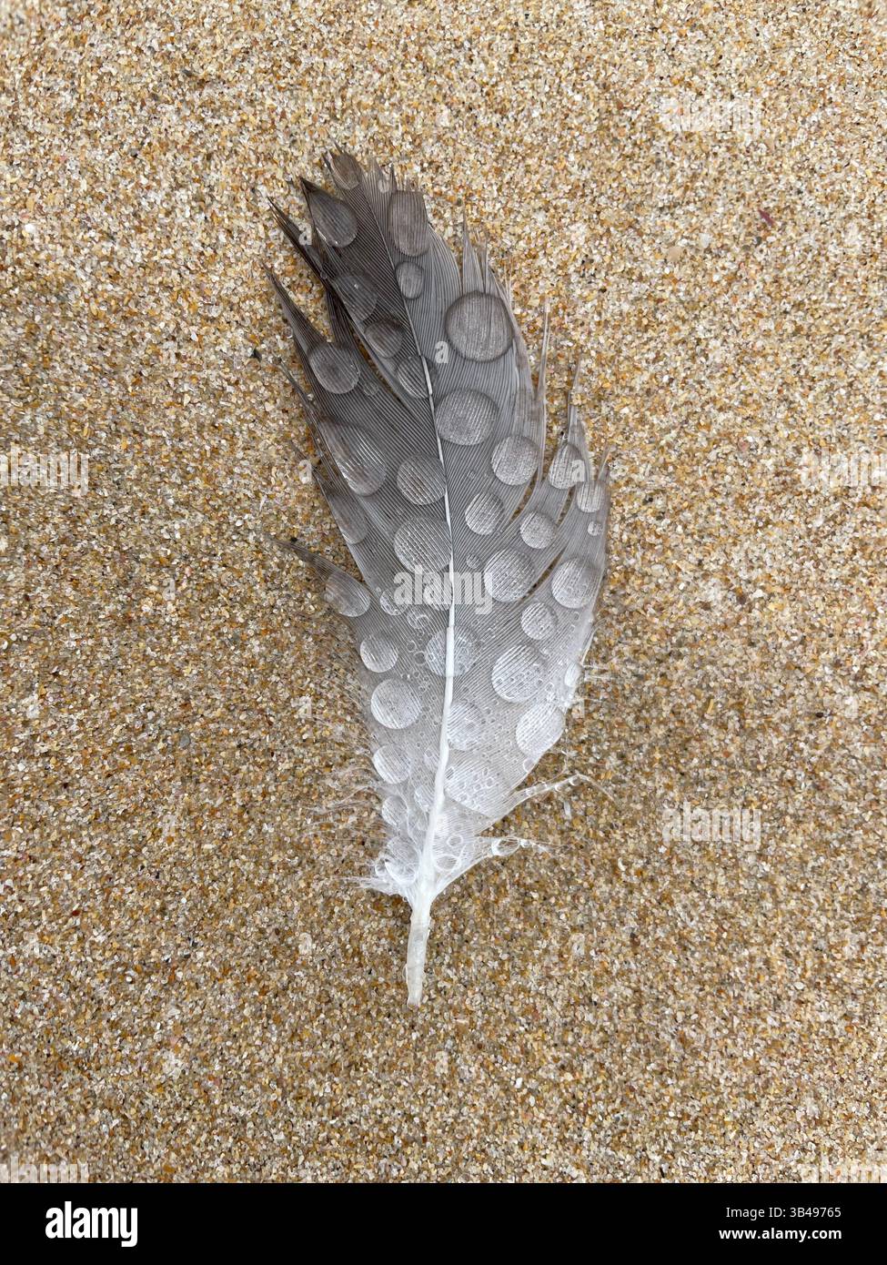 Feather on sand - Smartphone Captured Stock Image