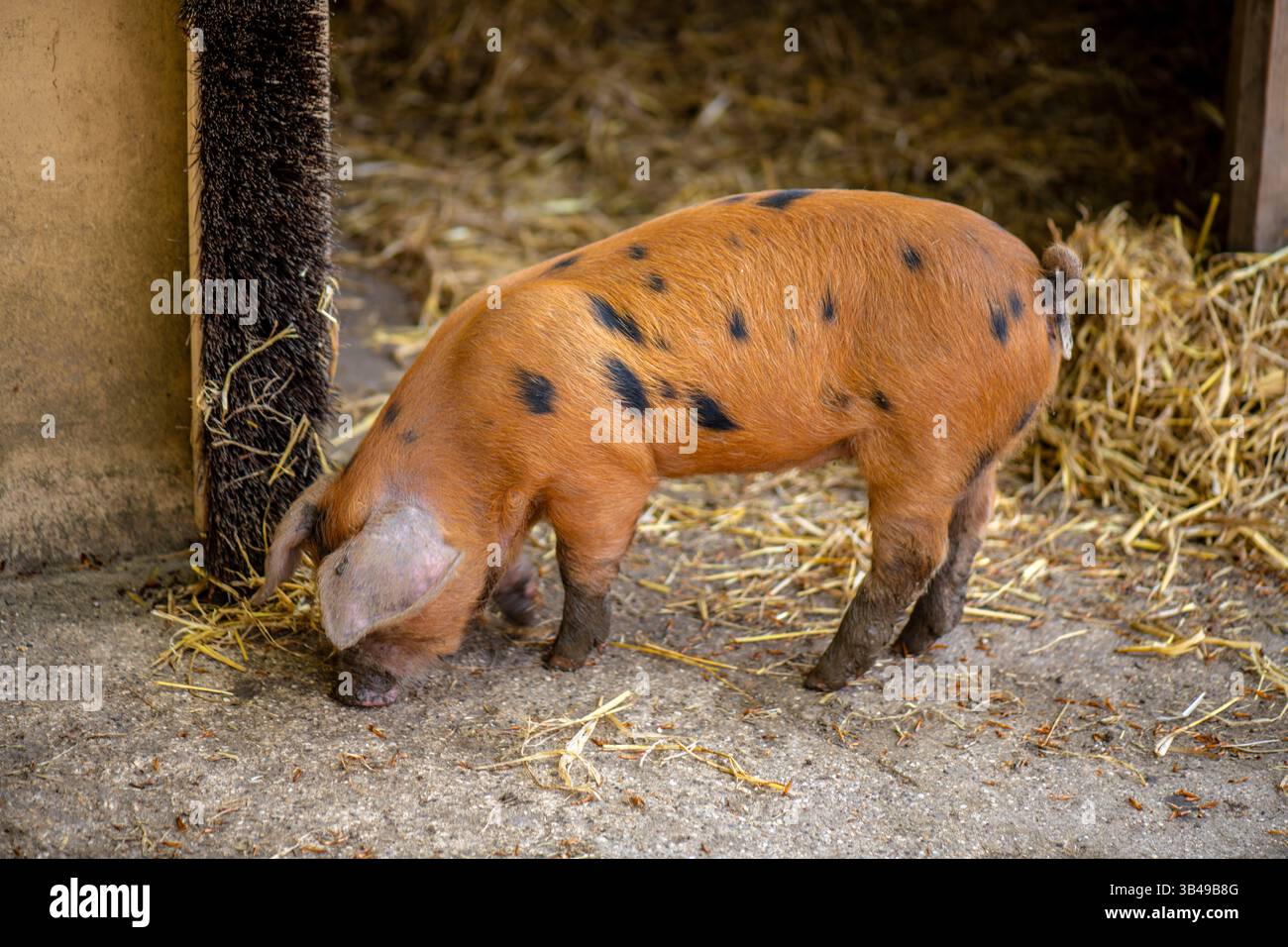 Young pig at the farm Stock Photo