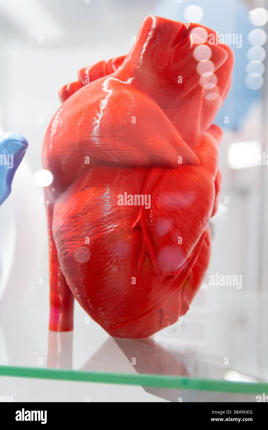 Models of the human heart, printed from plastic on a 3D printer. Industry Stock Photo