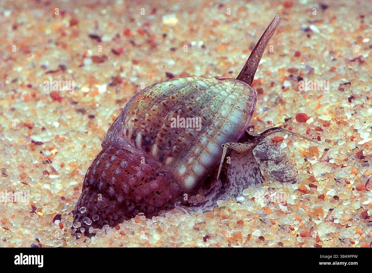 Nassa reticulata hi-res stock photography and images - Alamy