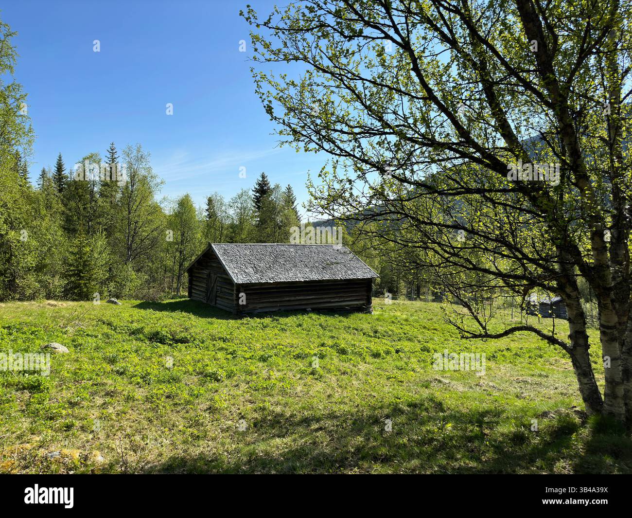 A rustic wooden cabin nestled in a vibrant green meadow beneath a clear, bright blue sky in north Sweden. - Smartphone Captured Stock Image