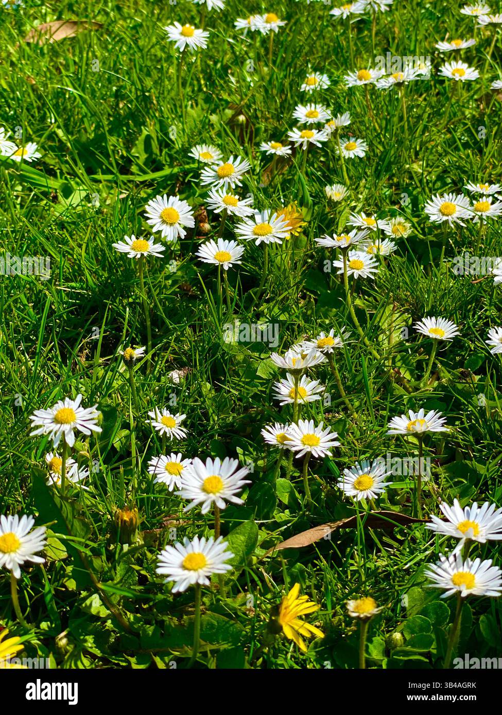 Daisies spring up on a sunny day as a sure sign that Spring has arrived and that Summer is on its way, the changing seasons of England - Smartphone Captured Stock Image