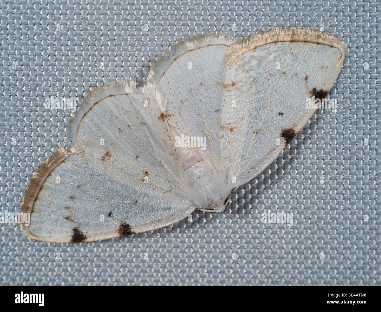 Flying Geometer Moth Spring to summer flying adult Geometer moth, Lomographa bimaculata ...