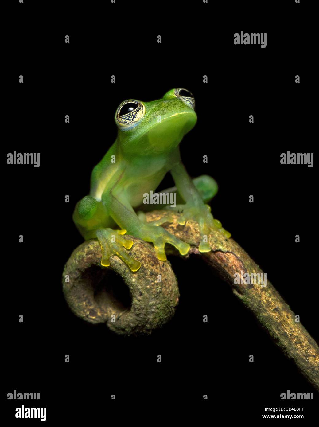 Centrolene prosoblepon is a species of frog in the family Centrolenidae ...