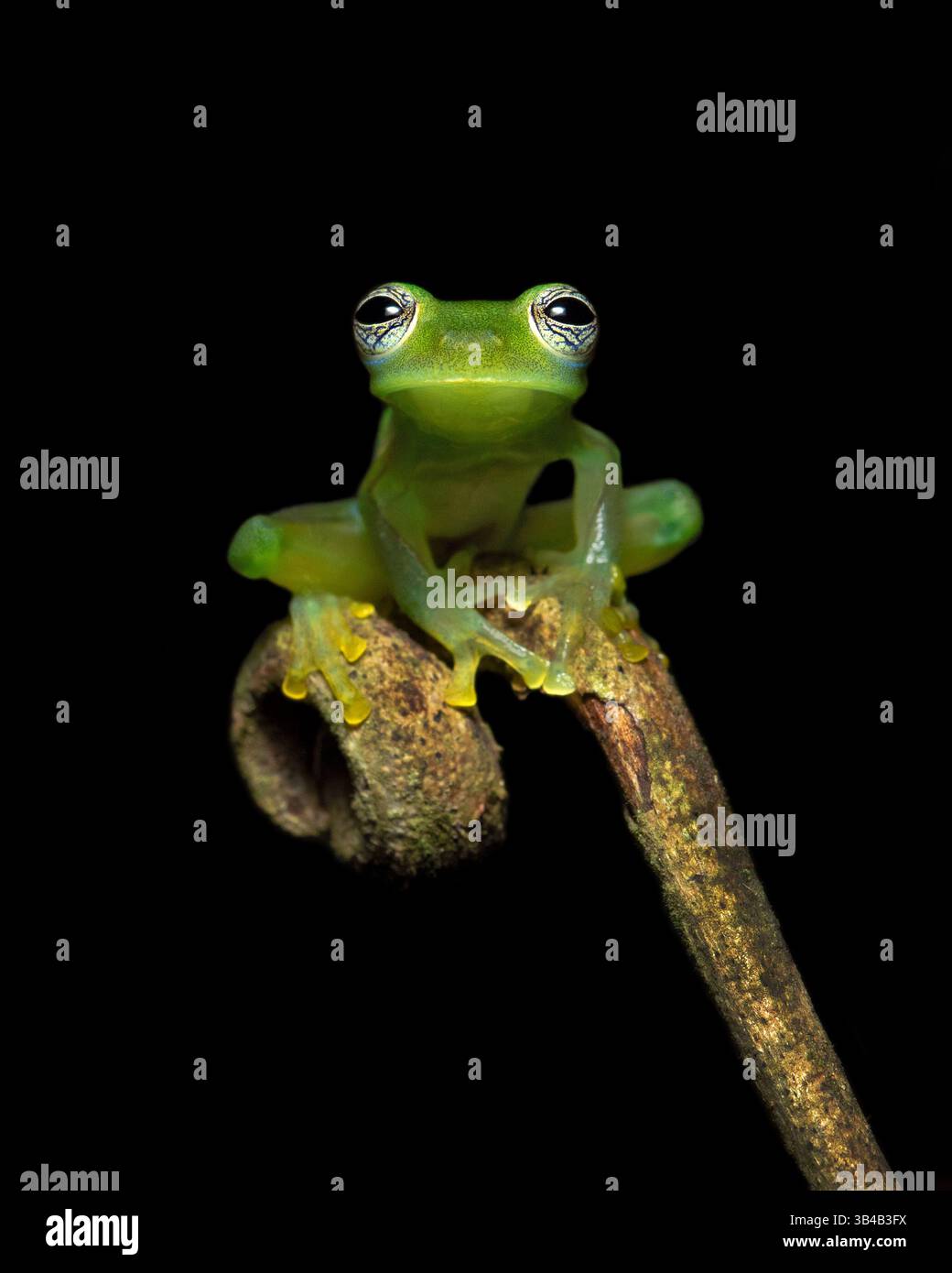 Centrolene prosoblepon is a species of frog in the family Centrolenidae ...