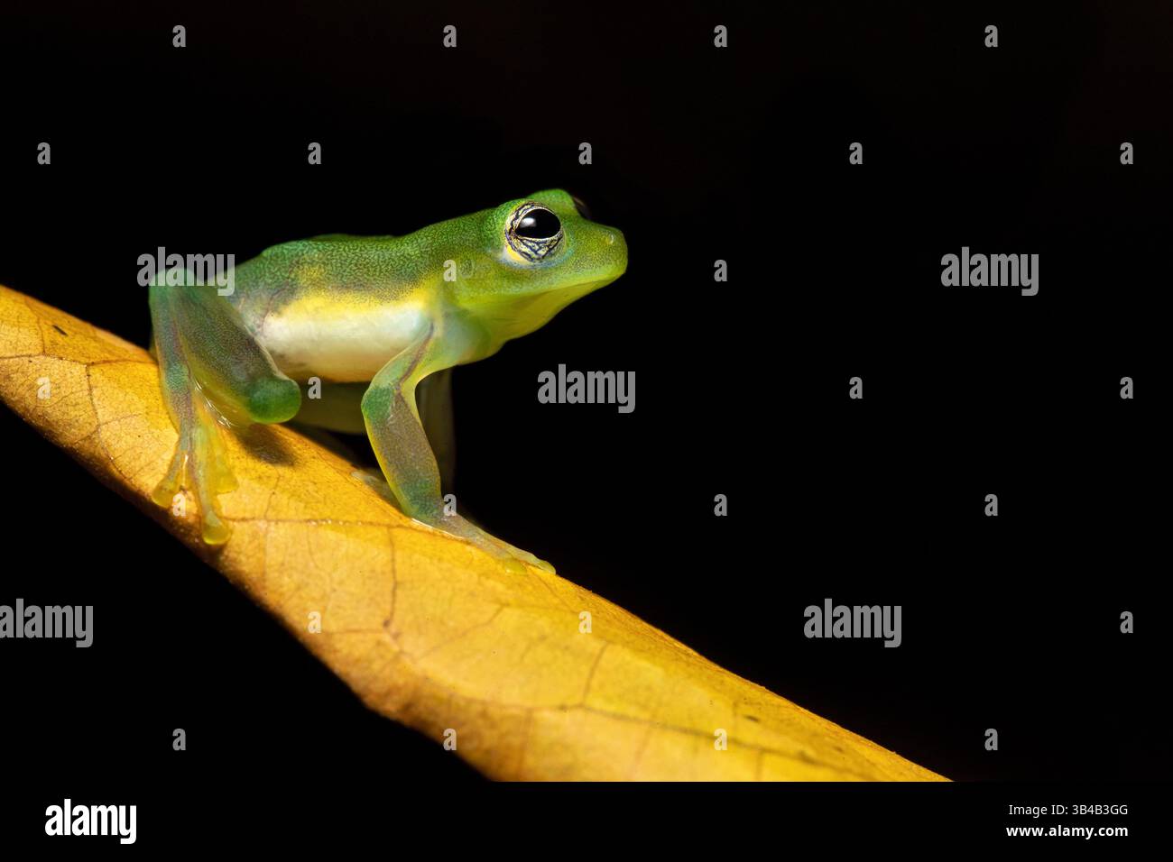 Centrolene prosoblepon is a species of frog in the family Centrolenidae ...