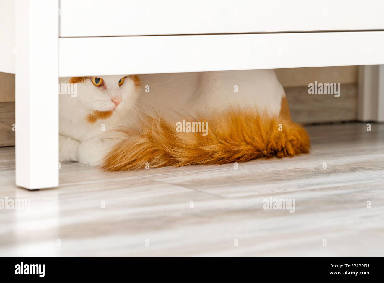 Picture of domestic cat hiding under cabinet, close-up. the cat is hiding from ...