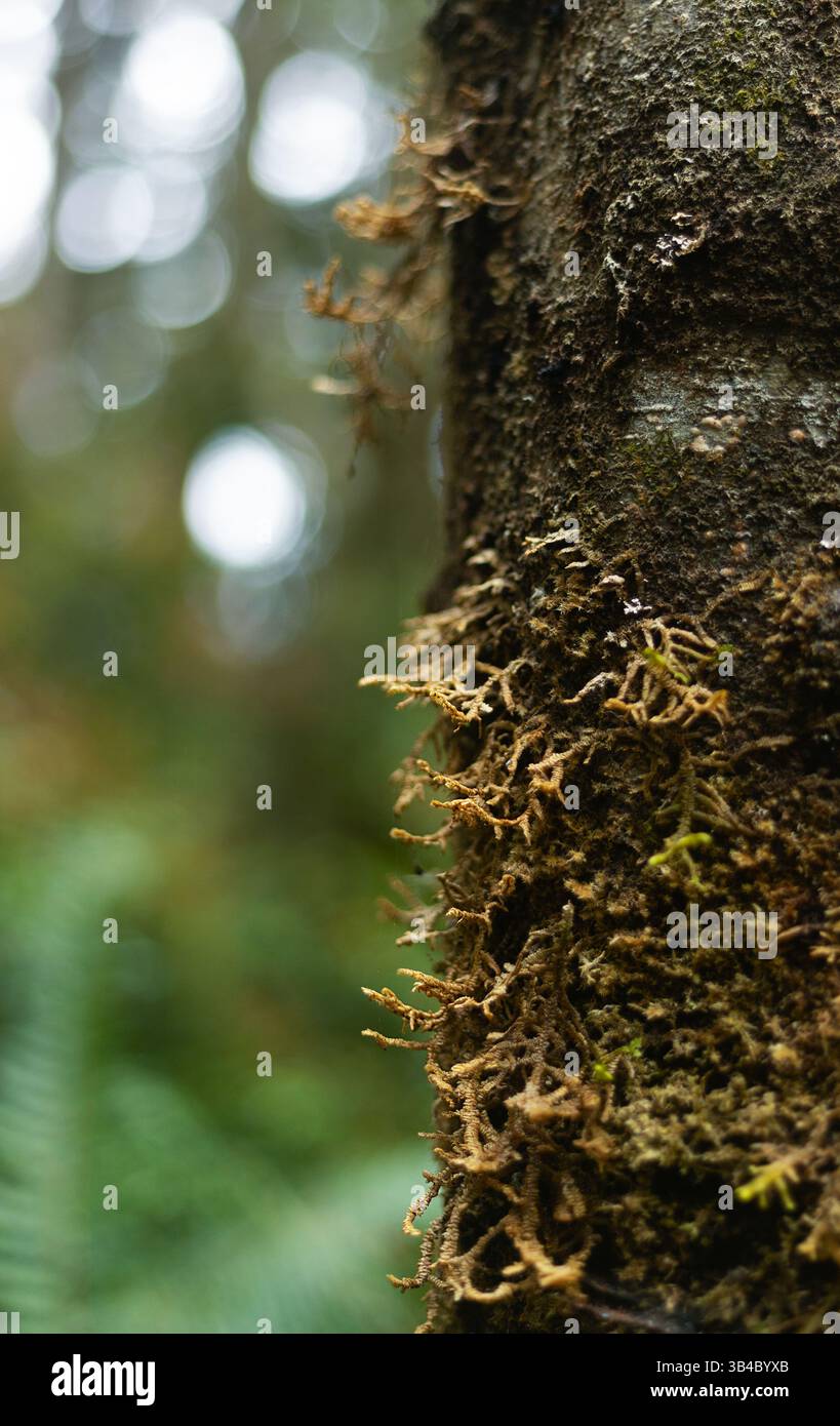Moss on a tree trunk close up, with bokeh in background. Stock Photo
