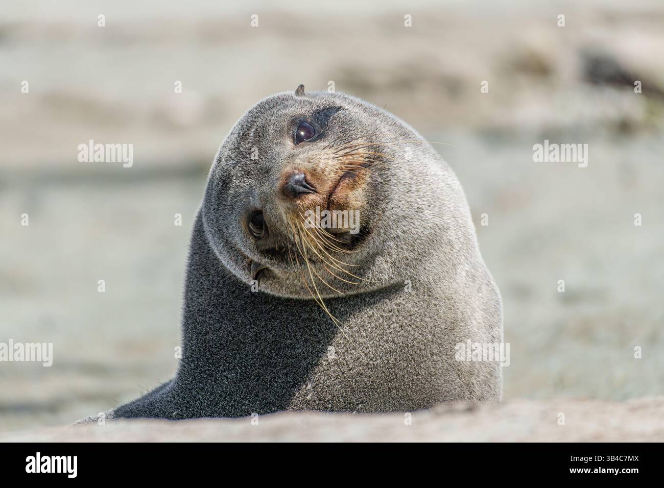 A fur seal staring at the camera a the Kaikoura Peninsula Stock Photo