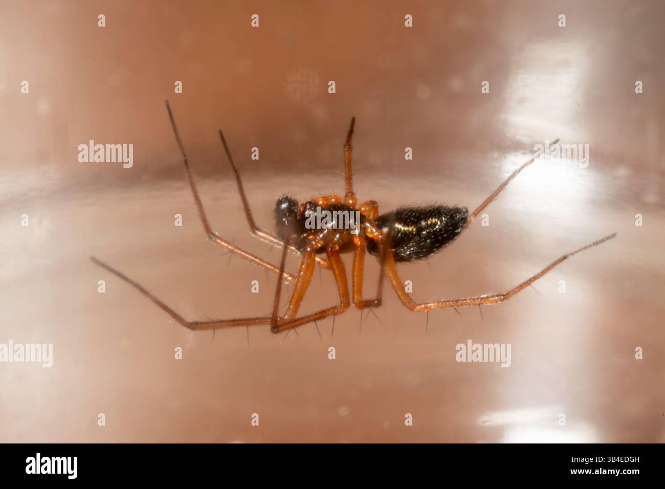 Juvenile bug hi-res stock photography and images - Alamy