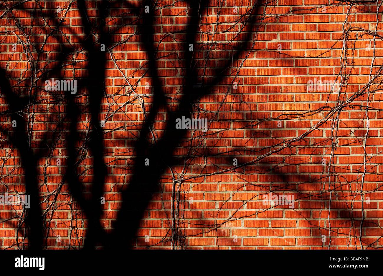 Organic shadows of tree branches creating intricate patterns on brick wall Stock Photo