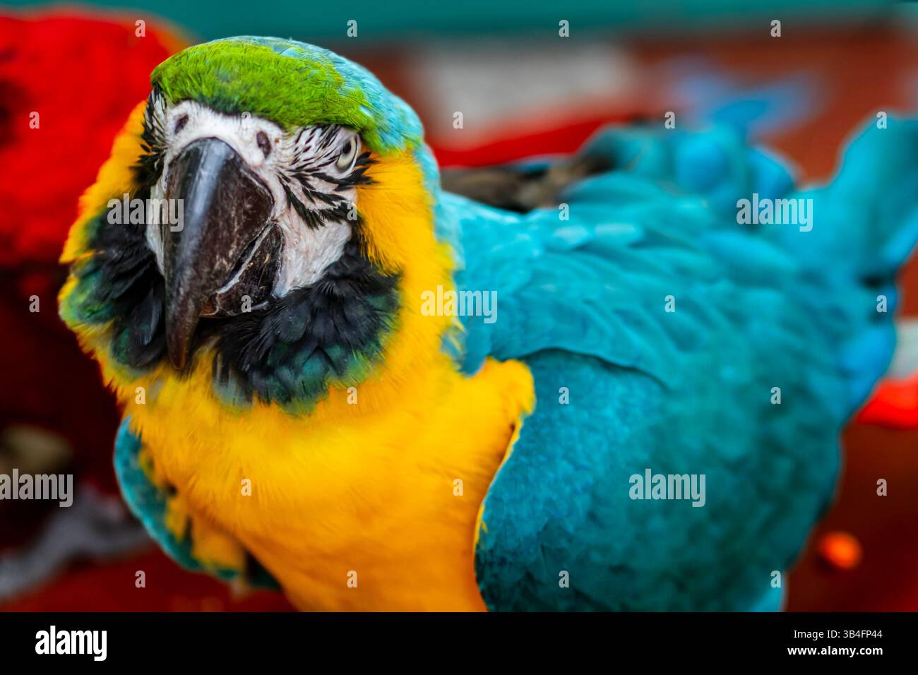 Detail of blue and yellow macaw, parrot at a bird sanctuary in ...