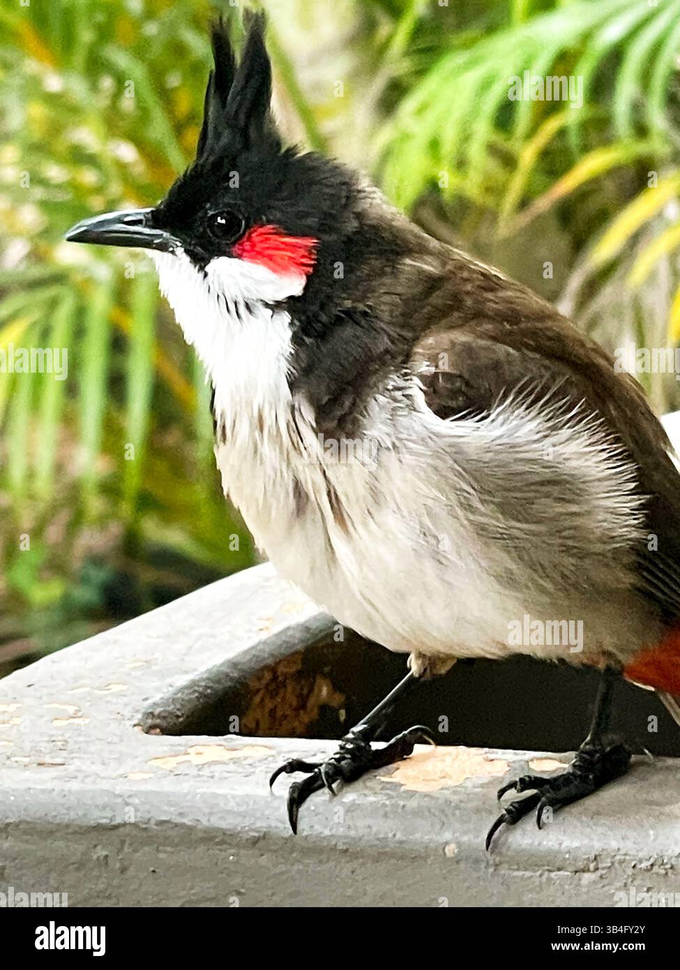 Bulbul Pycnonotus jocosus of the family is Red settling down songbird-bulbul  Stock Photo