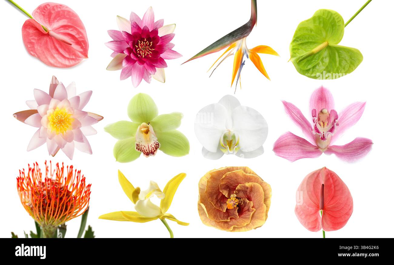 Beautiful tropical flowers isolated on white, set Stock Photo - Alamy