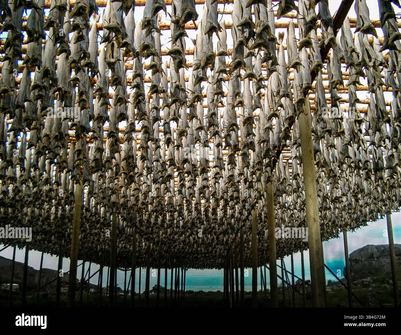 Very large Cod drying rack on the Lofoten Islands of Norway Stock Photo ...