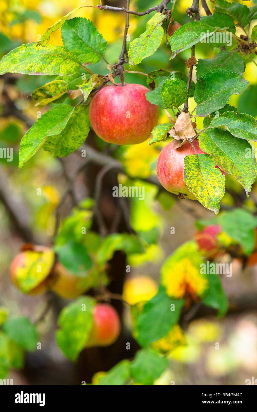 red apple hanging on the branch with leaf. ripe organic fruit on the tree. rural autumn harvest in the orchard Stock Photo